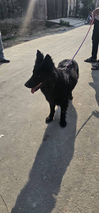 German shepherd black
