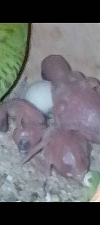 budgies setup for sell