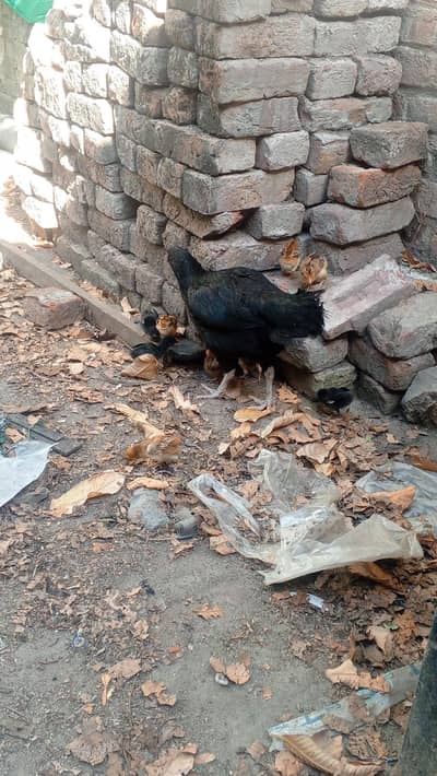 Pure Mianwali Aseel chiks 0327-6446356