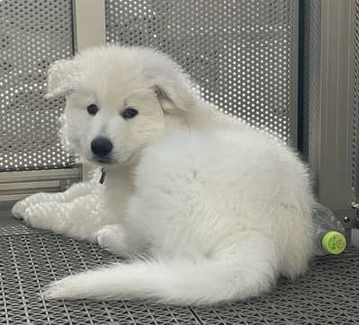 White Swiss Shepherd Long Coat Dog Pure Breed