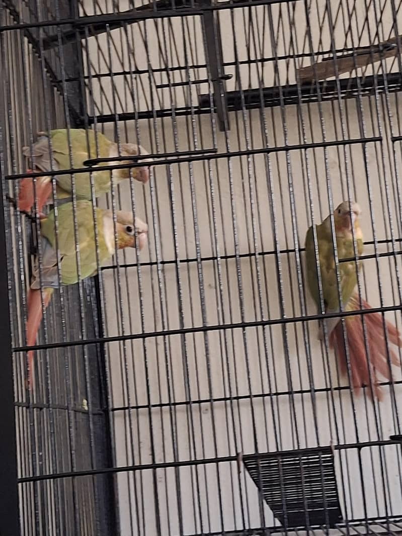 Pineapple Conure 0