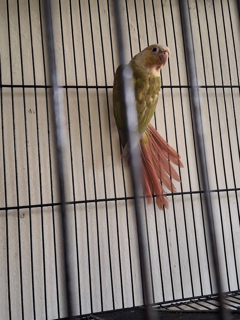 Pineapple Conure 1
