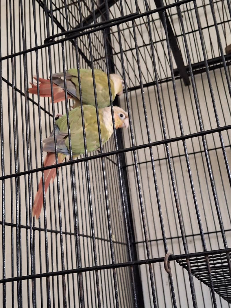 Pineapple Conure 2