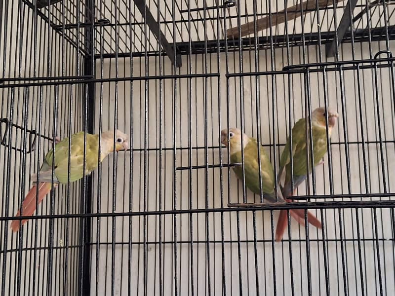 Pineapple Conure 3