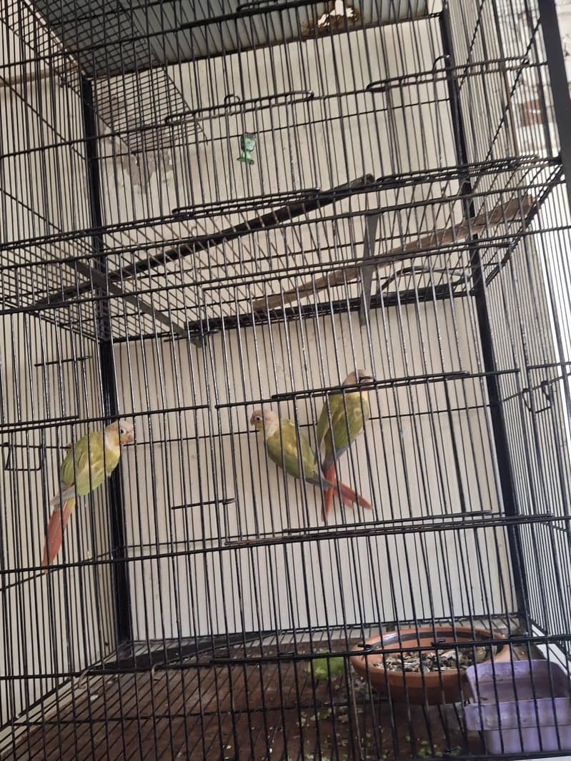 Pineapple Conure 4