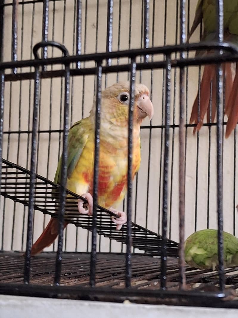 Pineapple Conure 5