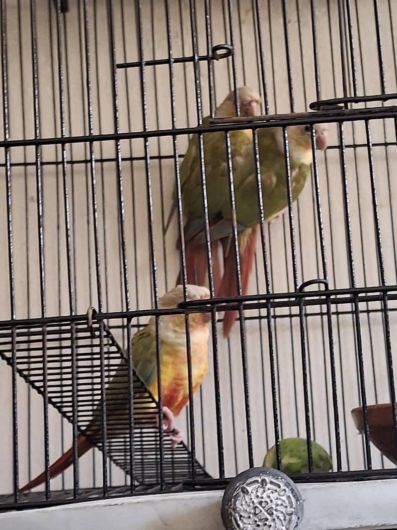 Pineapple Conure 6