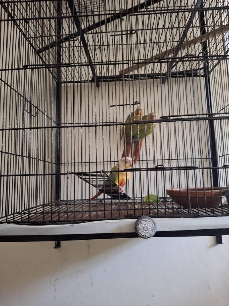 Pineapple Conure 7
