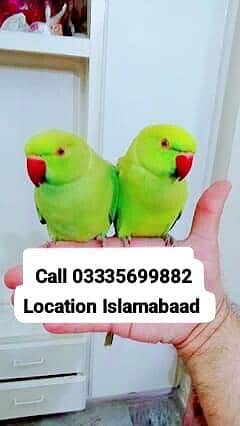 Single 8500 Hand Tamed Friendly Green Ring Neck Parrots Male/Female