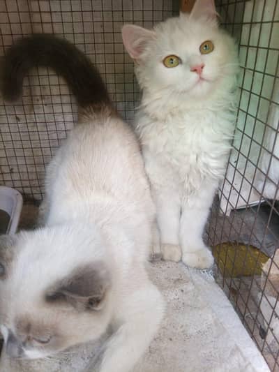 whitr kitten pair