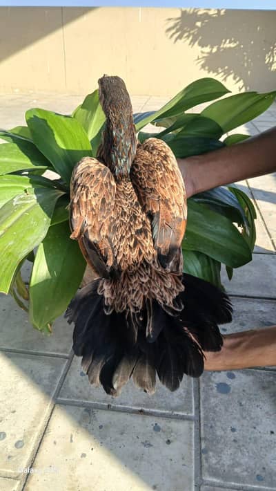 lakhi mianwali murgi