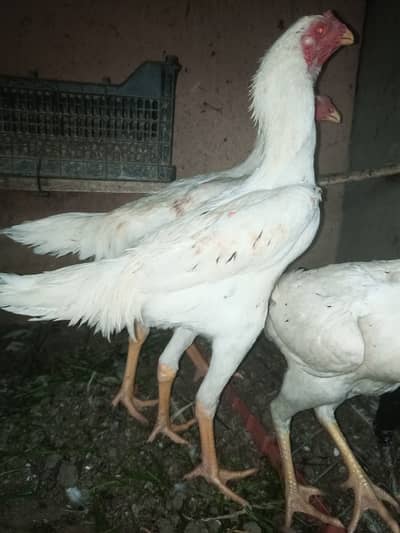 O shamo / chicks / Aseel / shamo / murga / female / hens