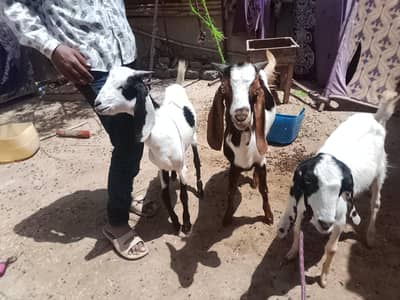 Dasi bakre / Home Breed / Tedi /