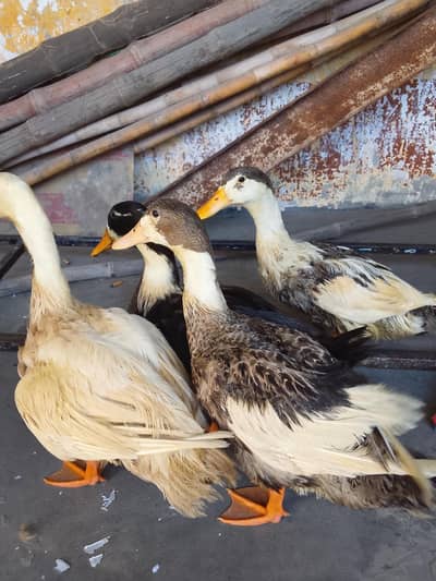 Healthy 3-Month-Old Pakistani Desi Duck for Sale