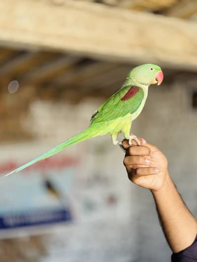 Raw parrot for sell