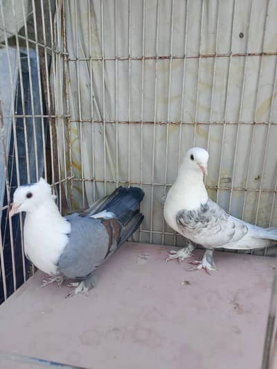 Karbalai Sherazi pigeon