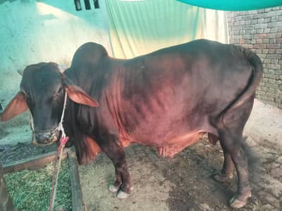 bichda 8-9 man Waite 5 fit haghit