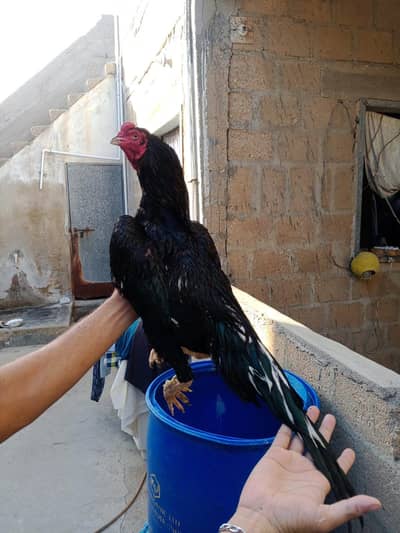 Mashallah high Quality Lasani Mushaka  03422719740