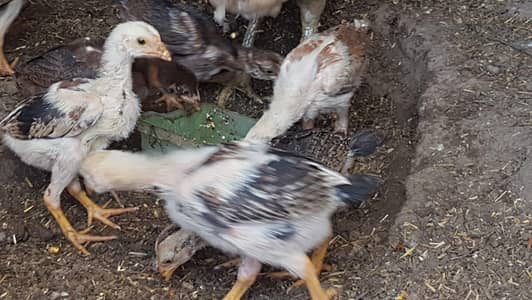 Rampuri Aseel Chicks