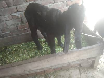 urjant for sale 4 month bkra ha