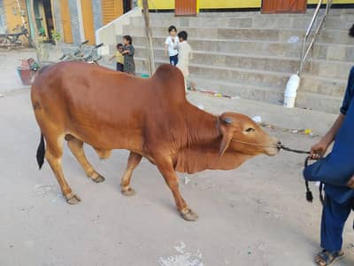 bachara 4.1/2 man ha 2 bachara 4 man ha meat wait ma