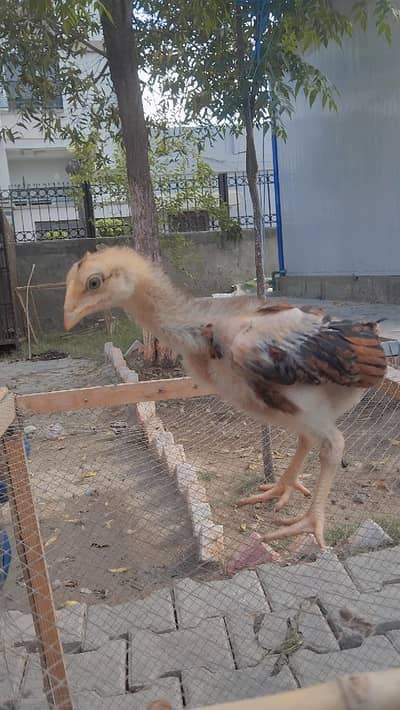 aseel chuze original achi nasal ke