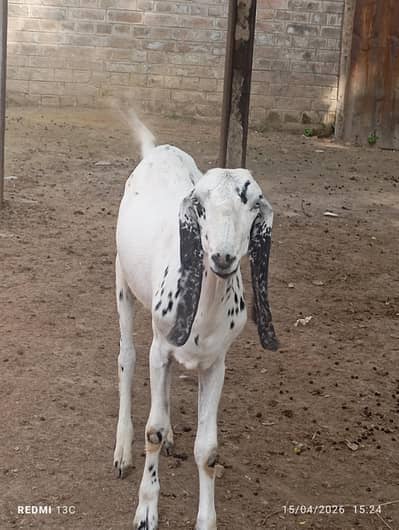 donda bakra ready for qurbani agar chahia to chat kare