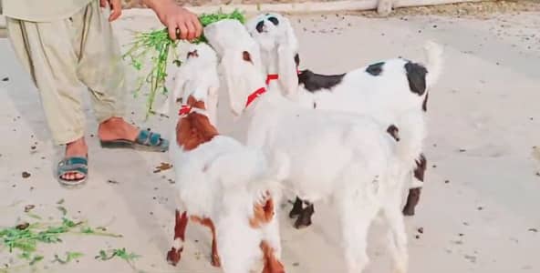 3 Bacchon Ka Sath Desi Bakri For Sale/ 0370=4815728