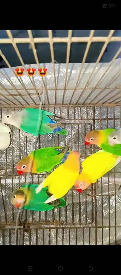 Love birds Coctail and jawa