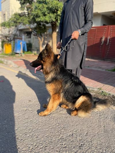 Germanshephard long coat