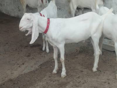 Bakra Khassi Qurbani
