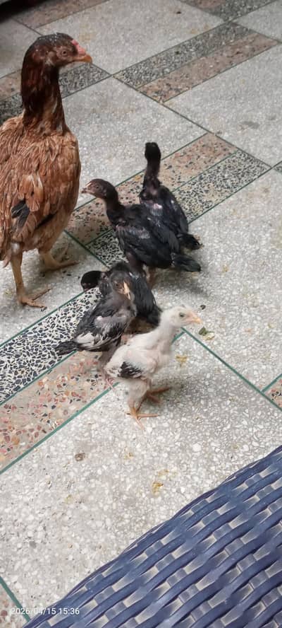 aseel baby chicks for sale