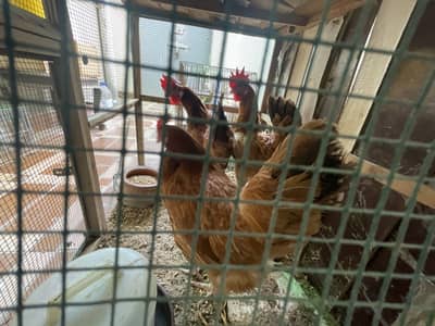 Chicken original desi  giving eggs