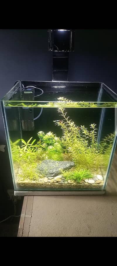 aquarium planted tank