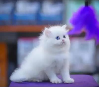 Persian female kitten for sale vaccinated 03464647359