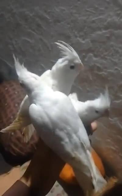 Eno red-eyes Male Palfellow female  and Eno Handtame chick0348 2224485