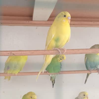 budgies parrot