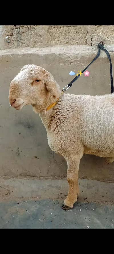 11 Months ,, Best for Qurbani 2026