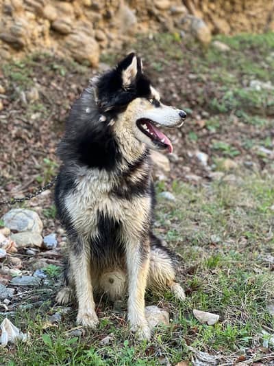 Male husky dog for sale