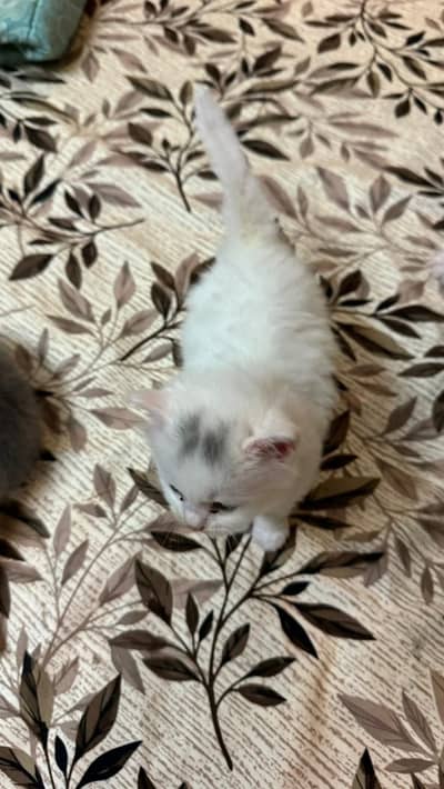 Persian kittens