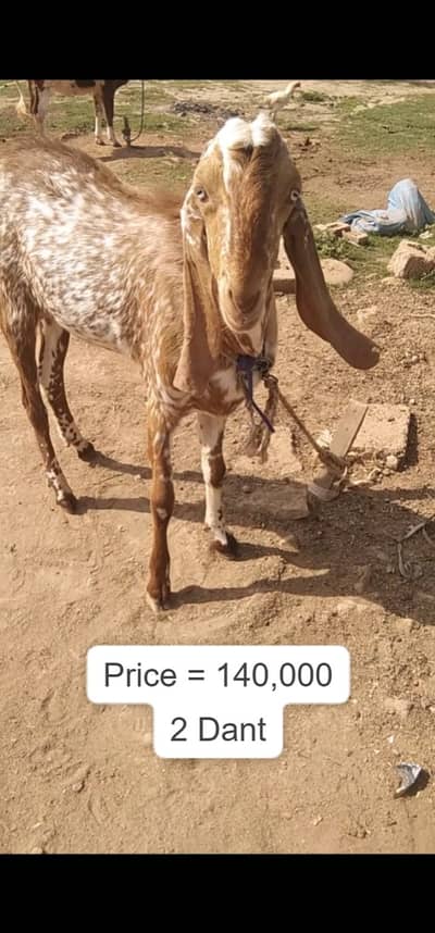 Makhi Cheeni goat | Goat | bakra | sheep | Breader | bakry | بکرا