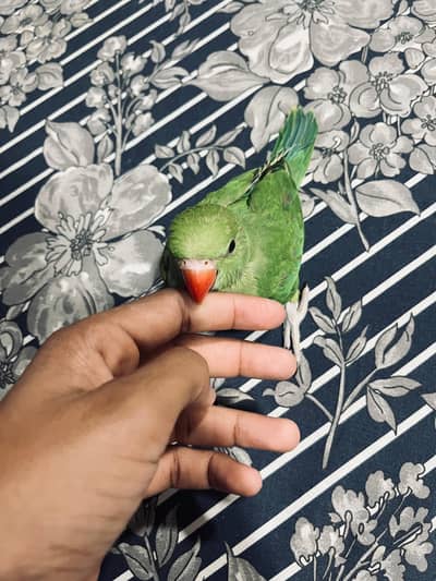 green ring neck baby