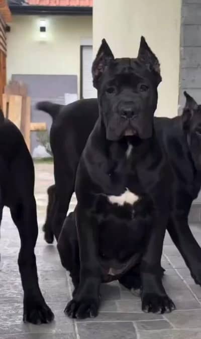 IMPORTED CANE CORSO PUPPIES AVAILABLE FOR SALE