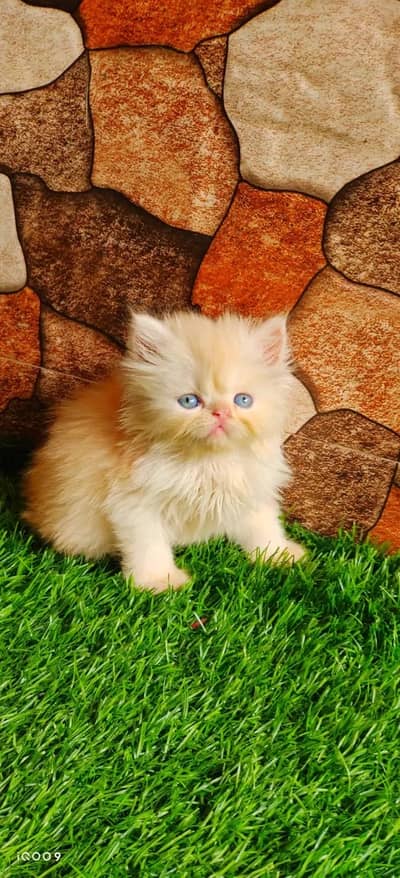 Persian kittens triple coat pair  for sale contact whatsap 03201503884