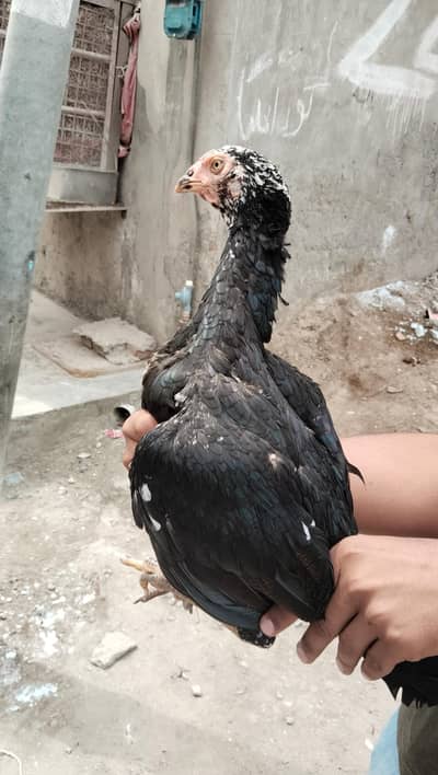 Pure aseel female old blood line