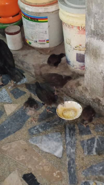 home breed good chicks