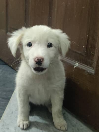 dog Russian female dog