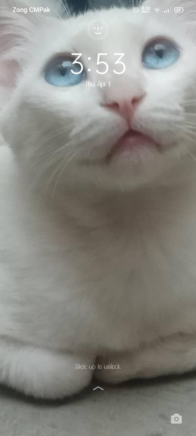 bhout he achay Hain donao