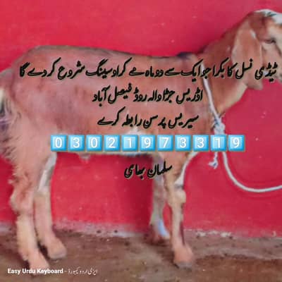 sale a tedi bakra breader