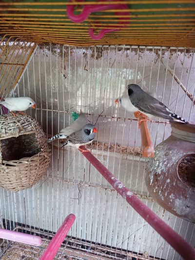 breeding pair of finches